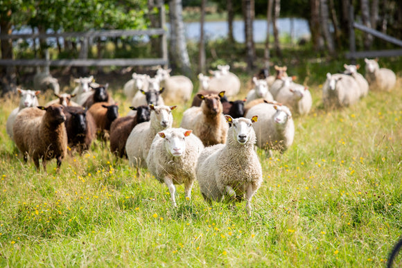 Lampaat Tolvilan kartanon lammastilalla